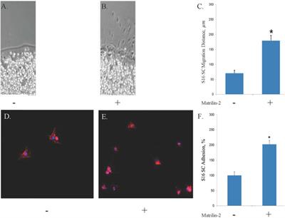 Matrilin-2 within a three-dimensional lysine-modified chitosan porous scaffold enhances Schwann cell migration and axonal outgrowth for peripheral nerve regeneration